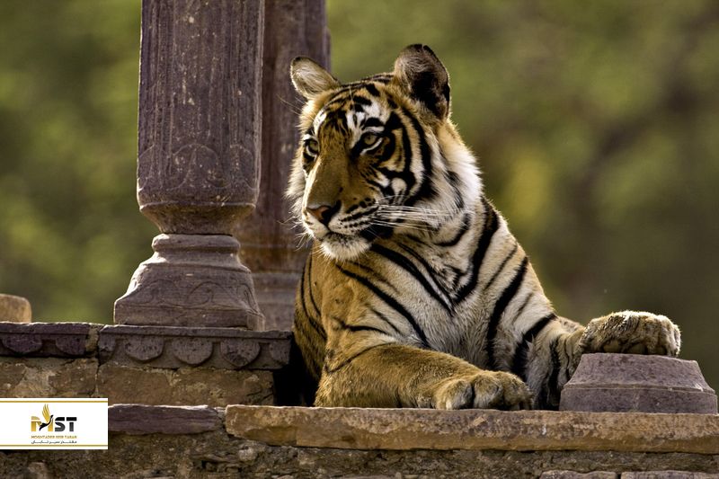 پارک ملی رانتامبور