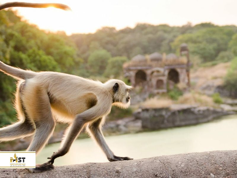 پارک ملی رانتامبور