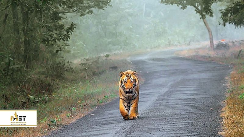 پارک ملی رانتامبور