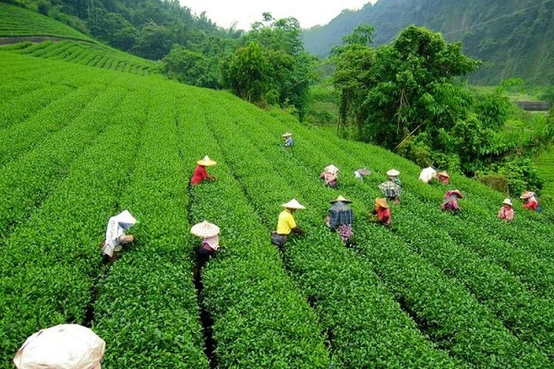 دارجلینگ؛ مناطق کوهستانی مناسب برای تابستان