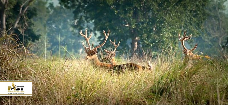 kanha-national-park