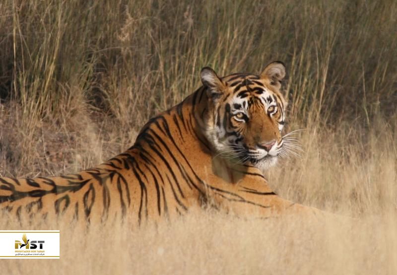 ranthambore-national-park