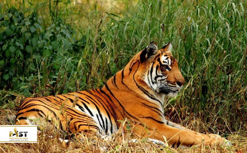 sansan-gir-wild-life