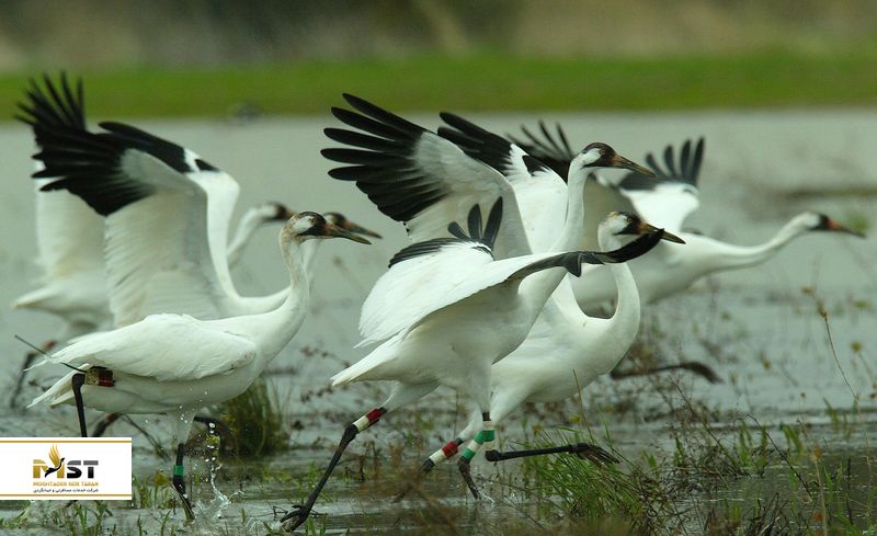  پارک ملی سلطان&zwnj;پور درهند