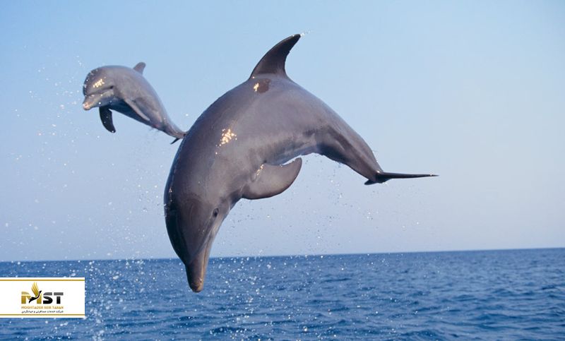 شنا با دلفین در گوا