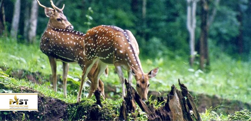 حیات وحش گوا