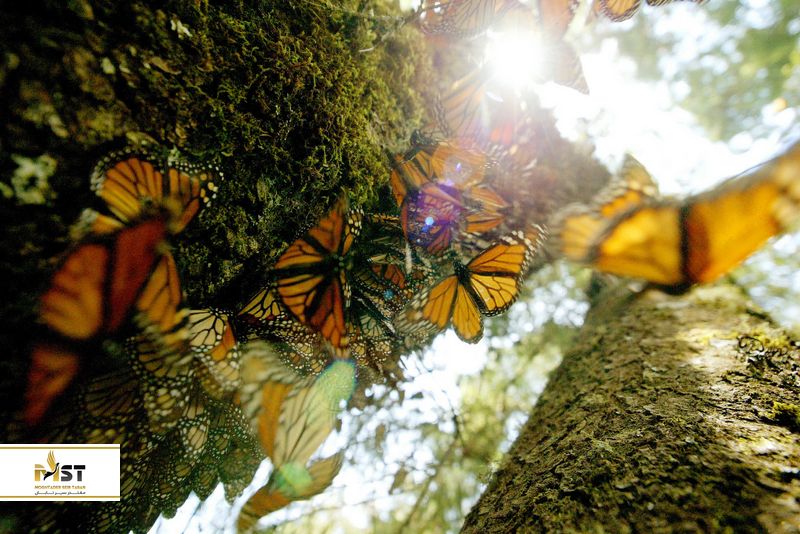 هنرستان پروانه