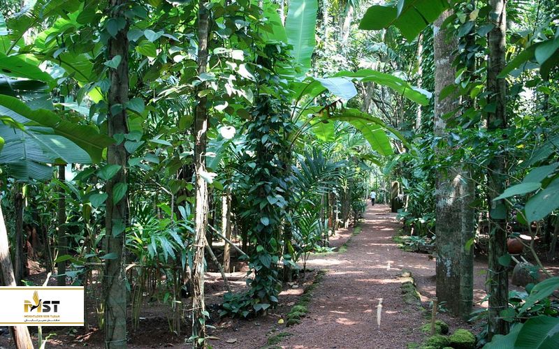  مزارع ادویه