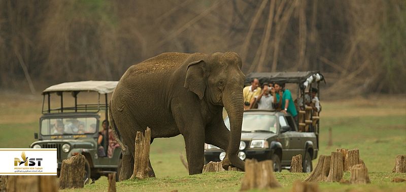 سافاری جنگل با جیپ