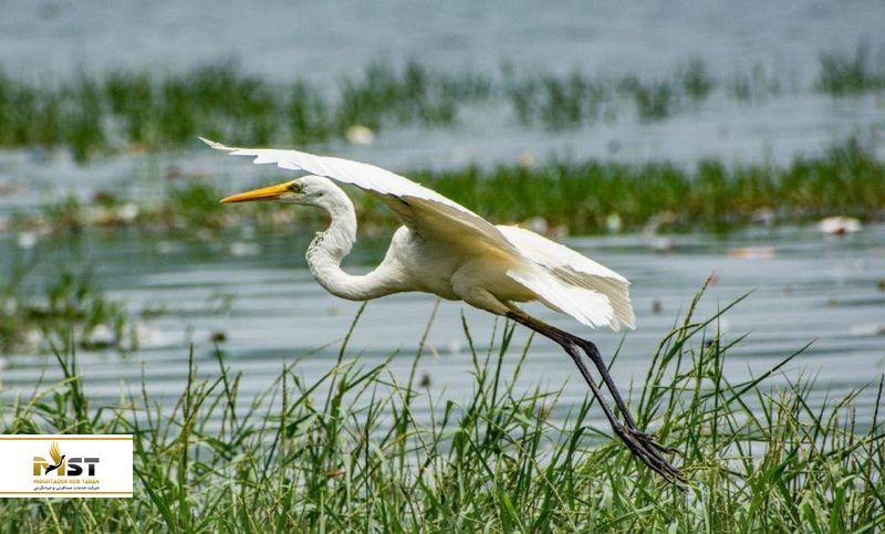 جال محل جیپور