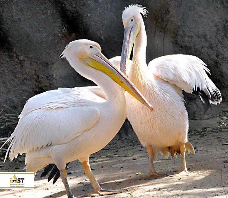 باغ وحش جیپور