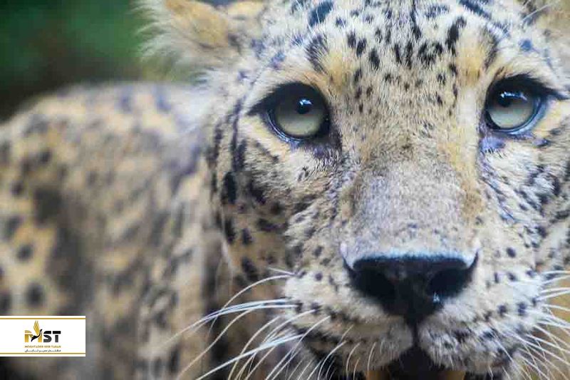 باغ وحش جیپور