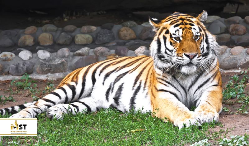 باغ وحش جیپور