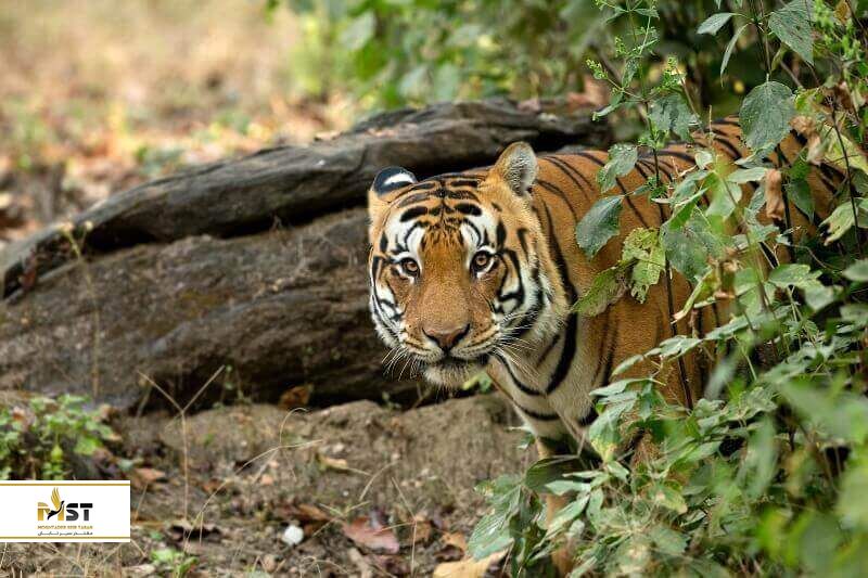  پارک ملی Kanha