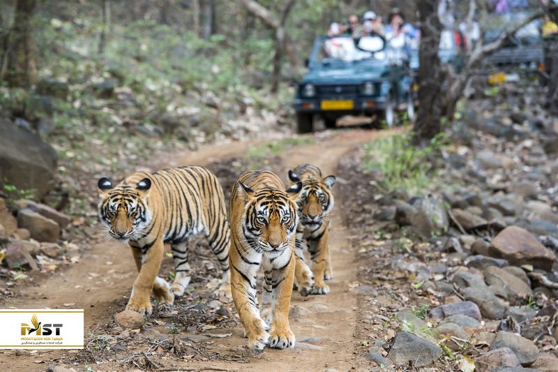 Bandhavgarh