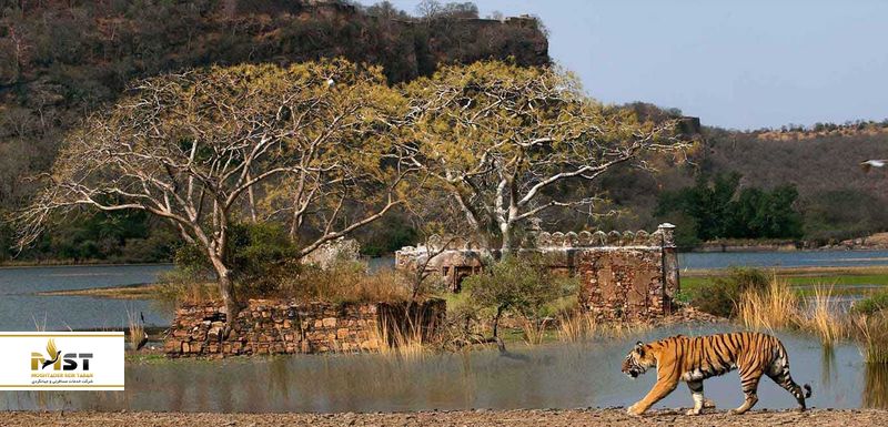 Ranthambore