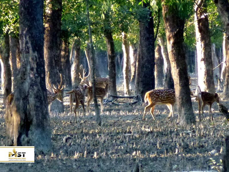 Sundarbans