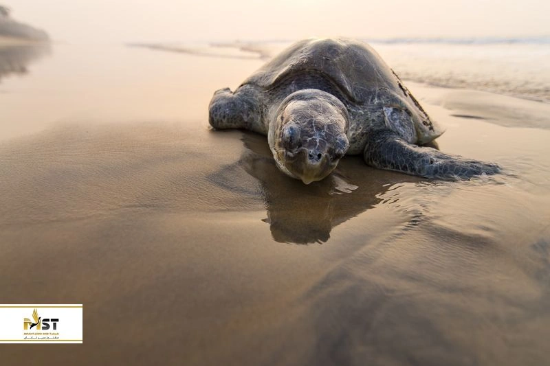 روستای شیب&zwnj;دراز &ndash; محل تخم&zwnj;گذاری لاک&zwnj;پشت&zwnj;ها