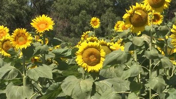 روستای توریان &ndash; گورستان&zwnj;های قدیمی و مزارع آفتابگردان