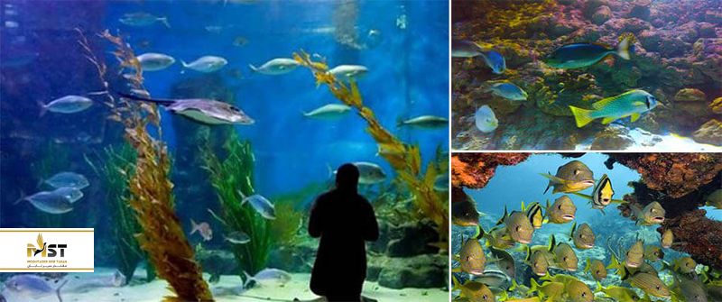 مجموعه آکواریوم کیش