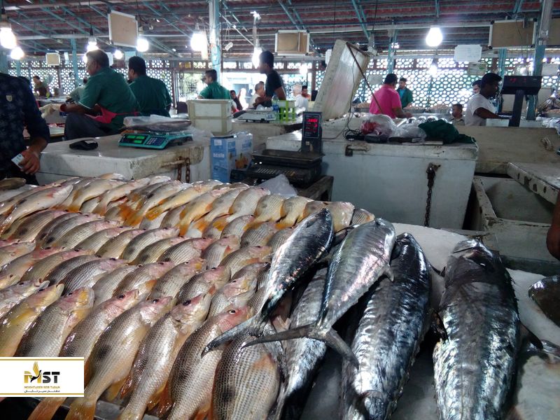 جزیره زیبای کیش