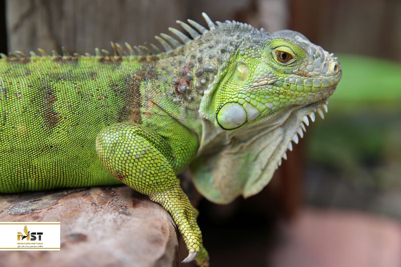 ایشگاه خزندگان کیش