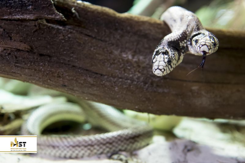 نمایشگاه خزندگان کیش