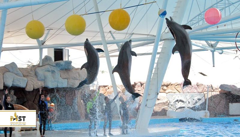 دلفیناروم کیش