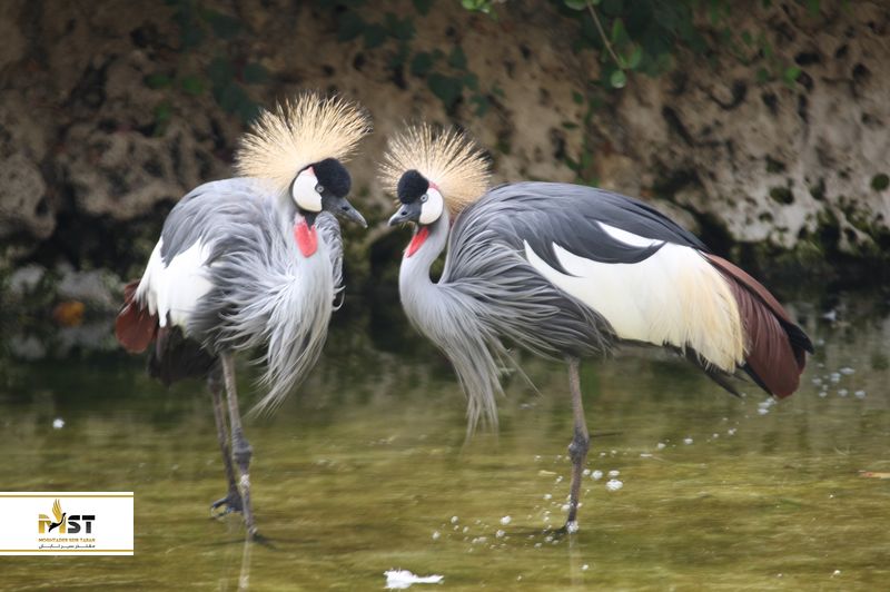 باغ پرندگان