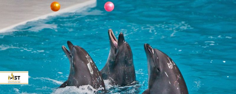 پارک دلفین کیش