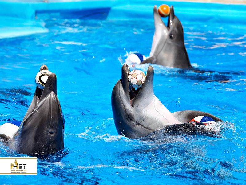 پارک دلفین کیش