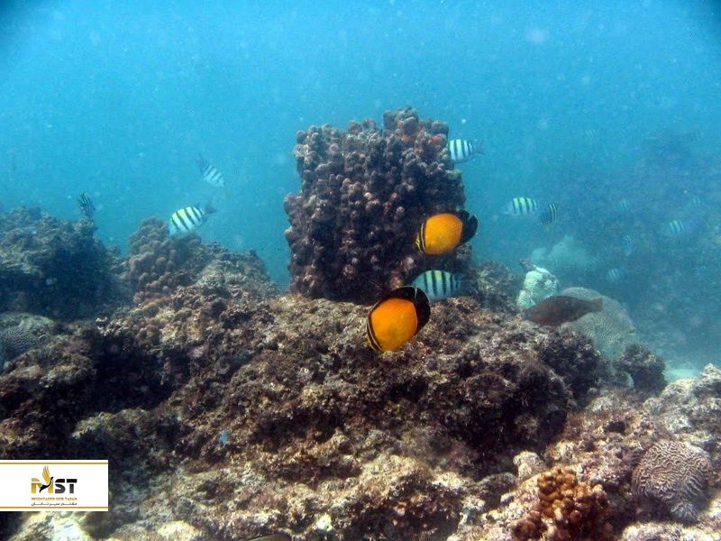 جزیره هندورابی