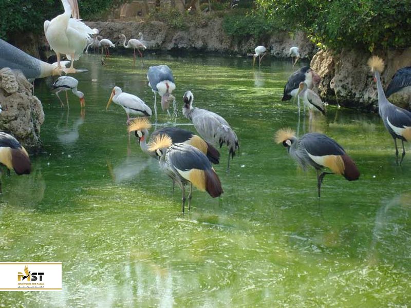 باغ پرندگان کیش