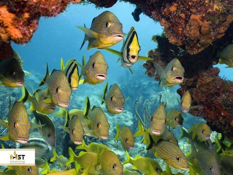 آکواریوم جزیره کیش