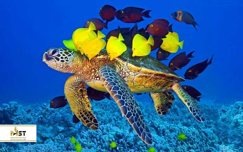 آکواریوم جزیره کیش