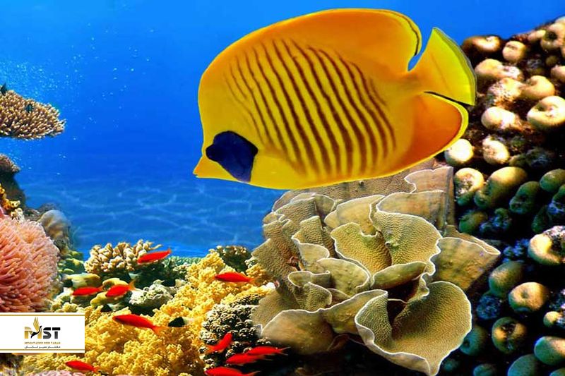 آکواریوم جزیره کیش