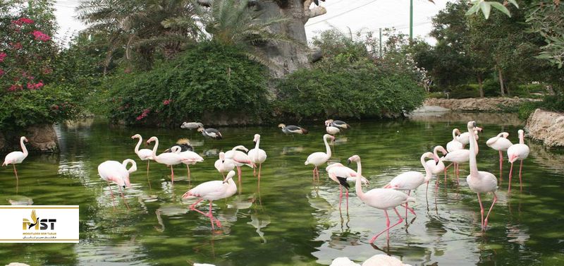 پرندگان جزیرهی کیش