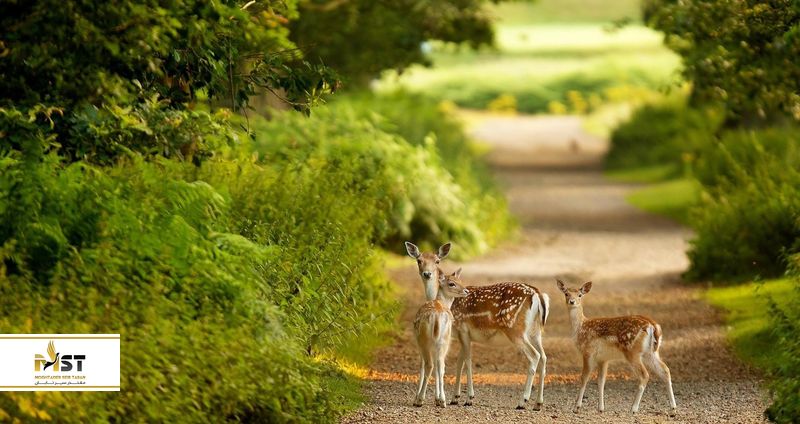بوستان آهوان کیش