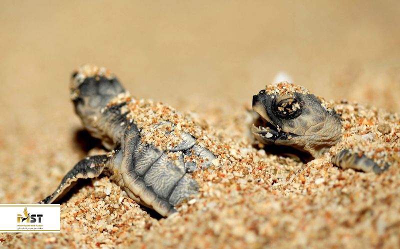 سایت محافظتشدهی لاکپشتها