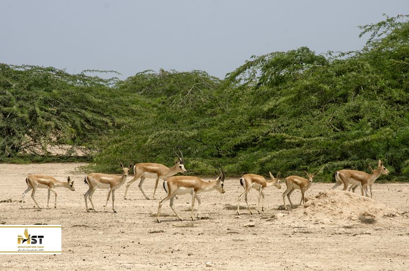 بوستان آهوان