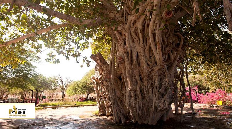 مجموعه تفریحی درخت سبز