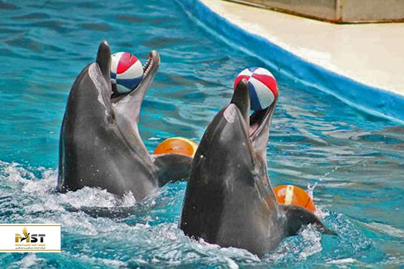 پارک دلفین کیش