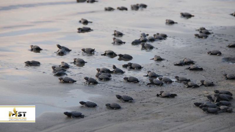 لاک&zwnj;پشت&zwnj;های جزیزه