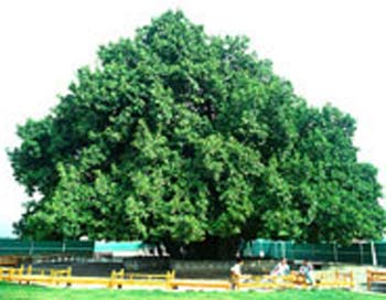 658ac311024bb61315a86c4cf42648b3