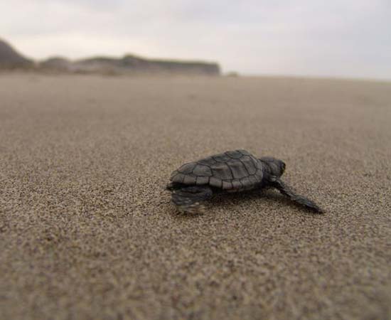 11 راهنمای آنتالیا-هتل های آنتالیا-تورهای آنتالیا