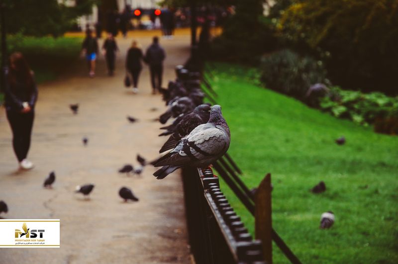 پیاده راه گورکی پارک