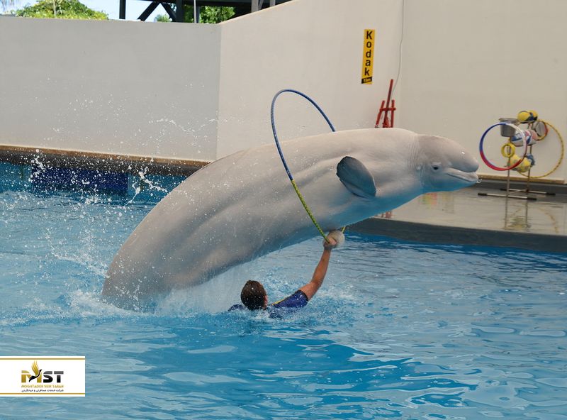 دلفیناریوم مسکو