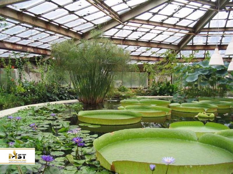 باغ استوایی پتر کبیر