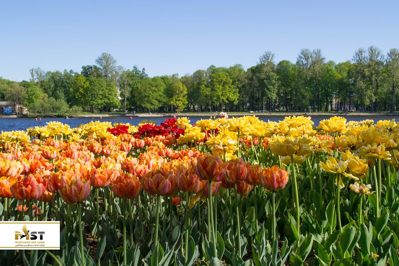 جزیره یلاگین