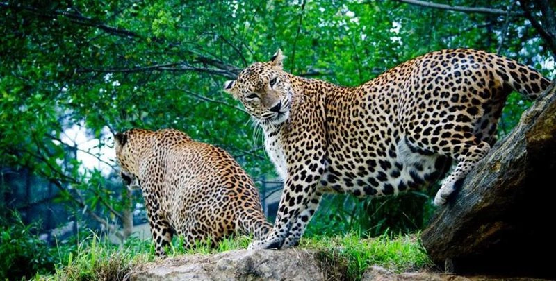 اگر قصد سفر با کودکانتان به کلمبو دارید، بازدید از باغ وحش دهیوالا، پیشنهاد می&zwnj;شود. دهیوالا از قدیمی&zwnj;ترین و مهم&zwnj;ترین باغ&zwnj;وحش&zwnj;های سریلانکا محسوب می&zwnj;شود که تقریبا بیشتر از ۳۰۰ گونه جانوری در آن زندگی می&zwnj;کنند. علاوه&zwnj;بر فیل&zwnj;ها، ببرها و انواع پرندگان در این باغ وحش نمایش&zwnj;های جذابی هم برگزار می&zwnj;شوند که اگر دوست داشته باشید، می&zwnj;توانید در آن&zwnj;ها شرکت کنید.&nbsp;